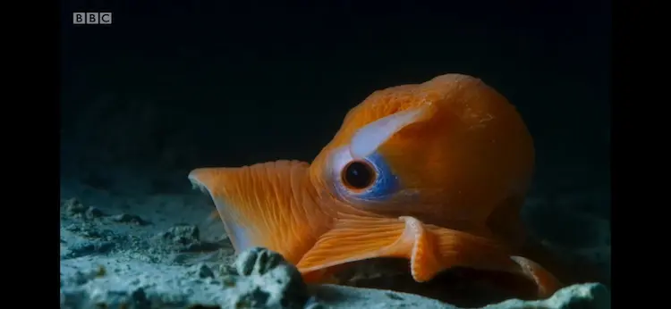 Flapjack octopus (Opisthoteuthis californiana) as shown in Blue Planet II - The Deep